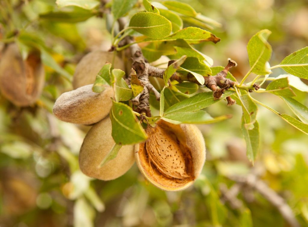 Как растет миндальный орех фото и где миндаль в природе