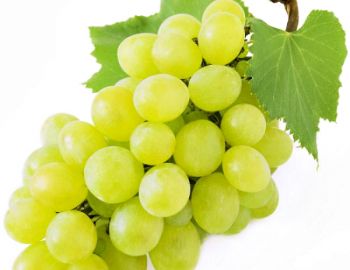 Саженцы белого винограда - от питомника саженцев Три Корня