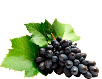Саженцы темного винограда - от питомника саженцев Три Корня
