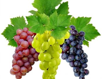 Саженцы винного винограда - от питомника саженцев Три Корня