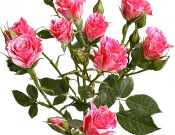 Саженцы бордюрных роз: спрей розы и розы флорибунда - от питомника саженцев Три Корня