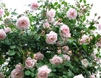 Саженцы почвопокровных роз - от питомника саженцев Три Корня