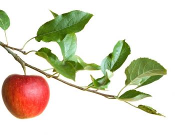 Саженцы плодовых деревьев - от питомника саженцев Три Корня