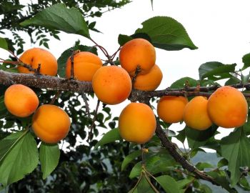 Саженцы колоновидного абрикоса  - от питомника саженцев Три Корня