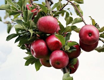 Саженцы колоновидных яблонь - от питомника саженцев Три Корня