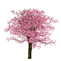 Декоративные деревья сакуры - от питомника саженцев Три Корня