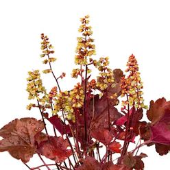 Цветы гейхеры - от питомника саженцев Три Корня