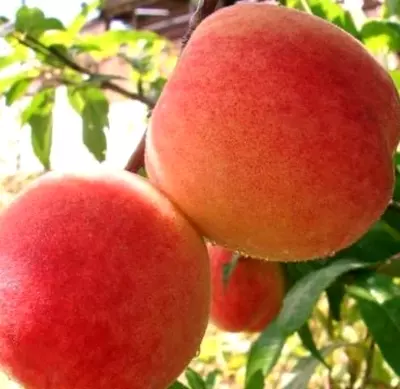 ➤ Купить Саженцы персика в питомнике: Цены от 249 руб ᐉ Почтой по России
