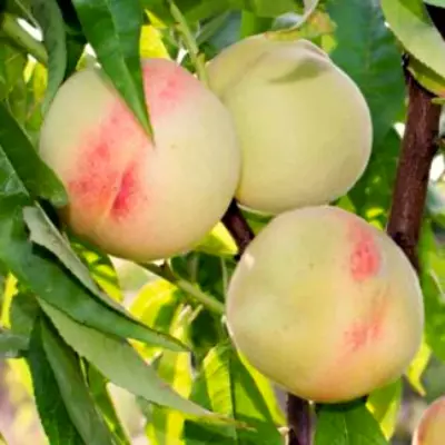 ➤ Купить Саженцы персика в питомнике: Цены от 249 руб ᐉ Почтой по России