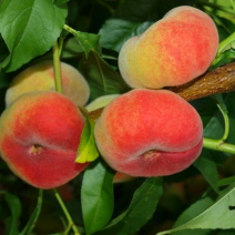 Саженцы персика. Фото №7