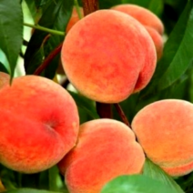 Саженцы персика. Фото №1