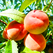 Саженцы персика. Фото №4
