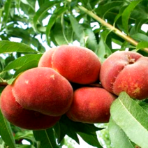 Саженцы персика. Фото №6