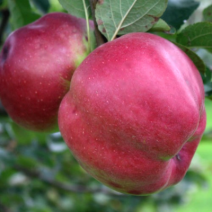 Саженцы яблони. Фото №9