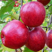 Саженцы яблони. Фото №10
