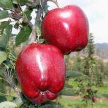 Саженцы яблони. Фото №11