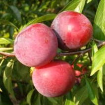 Саженцы плодовых деревьев. Фото №43
