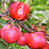 Саженцы яблони. Фото №1