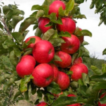 Саженцы колоновидных яблонь. Фото №1
