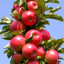 Саженцы колоновидных яблонь. Фото №3
