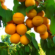 Саженцы колоновидного абрикоса . Фото №0