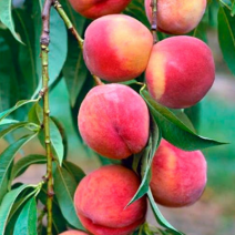 Саженцы колоновидных персиков . Фото №1