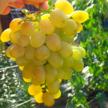Саженцы белого винограда. Фото №0