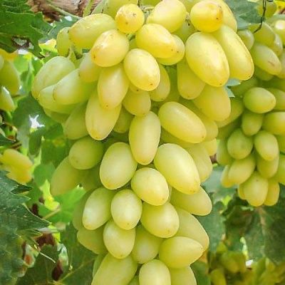 Виноград Тимур - от питомника саженцев Три Корня