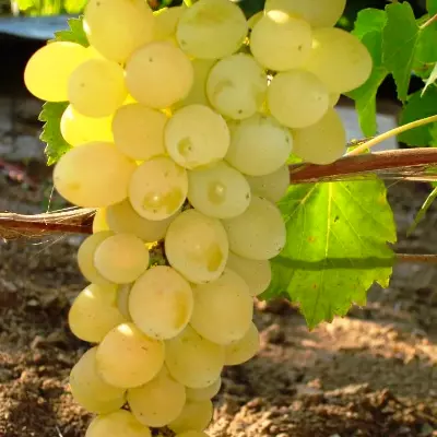Виноград Ахиллес: описание, характеристики, выращивание и отзывы о сорте