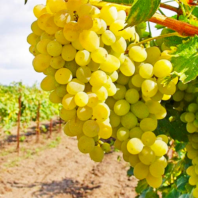 Виноград Италия  - от питомника саженцев Три Корня