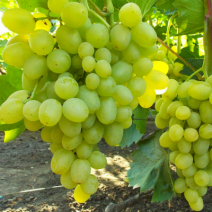 Саженцы белого винограда. Фото №1