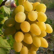 Саженцы белого винограда. Фото №2