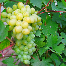 Саженцы белого винограда. Фото №3