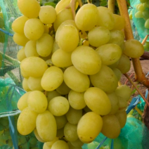 Саженцы белого винограда. Фото №4