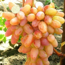 Саженцы розового винограда. Фото №0