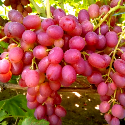 Виноград Ливия - от питомника саженцев Три Корня