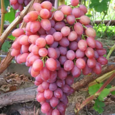Саженцы розового винограда - купить саженцы почтой от 200 руб. \u003e\u003e\u003e ПитомникТри Корня