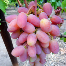 Саженцы розового винограда. Фото №1