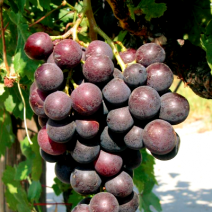 Саженцы розового винограда. Фото №2