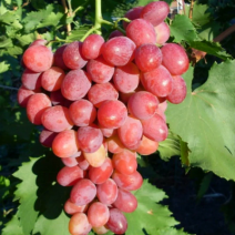 Саженцы розового винограда. Фото №3