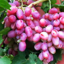 Саженцы розового винограда. Фото №4