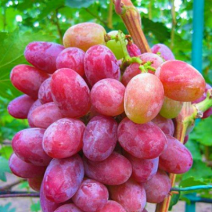 Саженцы розового винограда. Фото №5