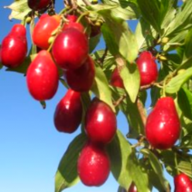 Саженцы плодовых деревьев. Фото №2