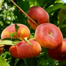 Саженцы персика. Фото №2