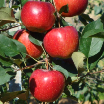 Саженцы яблони. Фото №1