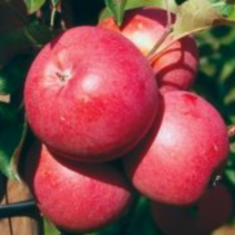 Саженцы яблони. Фото №2