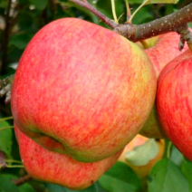 Саженцы яблони. Фото №3