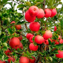 Саженцы яблони. Фото №8