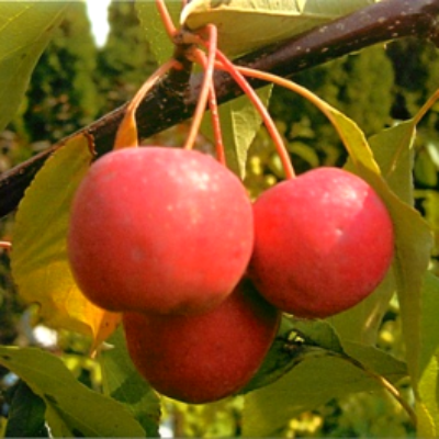 Комплект из трёх саженцев яблонь: Голден Делишес, Медуница, Ред Делишес . Фото №1022