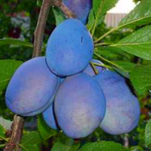 Саженцы винограда. Фото №44